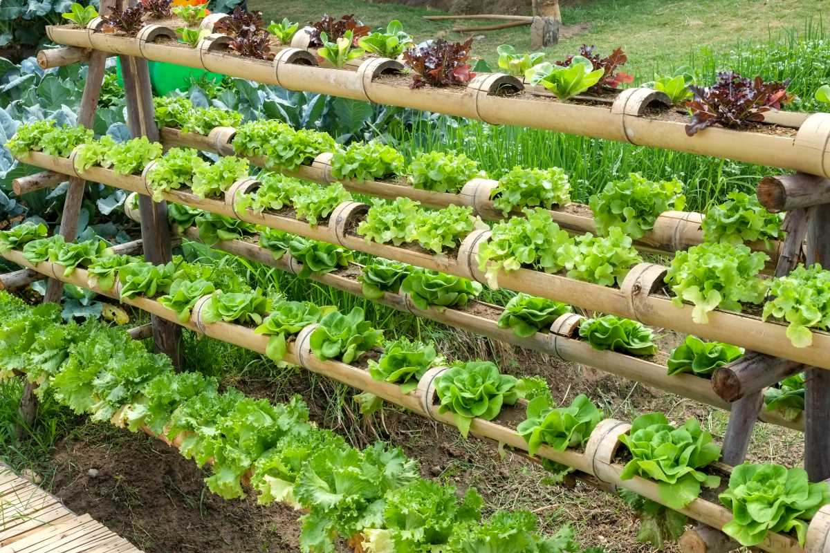 How to Design a Garden That Thrives in Small Spaces