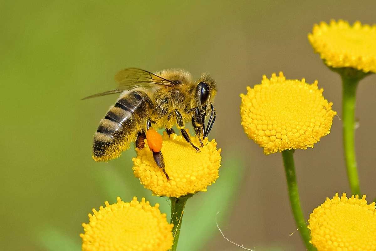 The Buzz of a Bee-Friendly Backyard